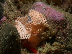 another nice bryozoan, probably Reteporella, this kind of... by Cesar Cardenas 